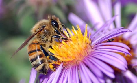 Burgundy magical honeybee